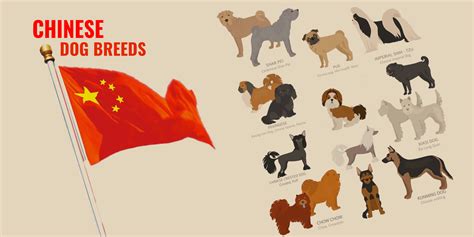 what kind of dogs are in china